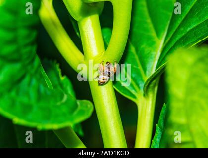 Salto con testa del teschio ragno raro avvistamenti molto pochi in Sudafrica Foto Stock