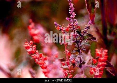 Primo piano del fiore o dei semi di tulsi. Noto anche come basilico sacro ocimum tenuiflorum. E' spirituale speciale nell'Induismo in India. Foto Stock