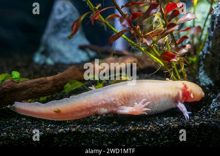 Axolotl Ambystoma mexicanum, salamandra paedomorfica, anfibio in pericolo critico della famiglia Ambystomatidae, endemica dei laghi messicani di Xochim Foto Stock