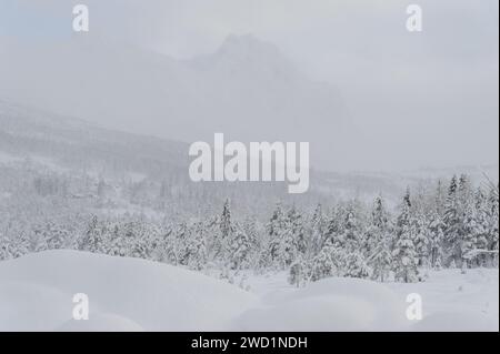 Questa immagine cattura un paesaggio sereno e pacifico coperto di neve, con alberi e colline appena visibili attraverso le fioriture discendenti. Foto Stock