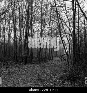 Verdun Battlefield, Les Eparges, Mosa, regione Grand-Est, Francia Foto Stock