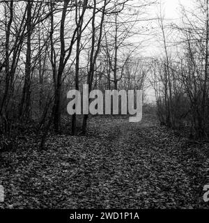 Verdun Battlefield, Les Eparges, Mosa, regione Grand-Est, Francia Foto Stock