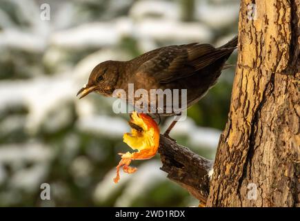 Una femmina affamata di merluzzo che becca una mela sul ramo di un albero Foto Stock