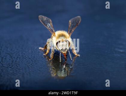 Primo piano dell'African Honeybee Macro Photography Sud Africa Foto Stock