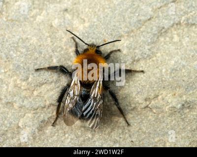 Primo piano di un singolo bumble di albero selvatico, Bombus hypnorumon su lastra di pietra naturale, Leicestershire, Inghilterra, Regno Unito Foto Stock