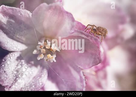 ragno sul fiore di deutzia rosa pallido Foto Stock