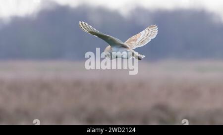 fienile a caccia di terreni paludosi Foto Stock