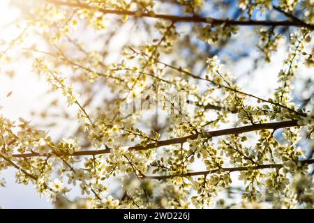 ape su un fiore, un'ape raccoglie nettare su un fiore di albicocca Foto Stock