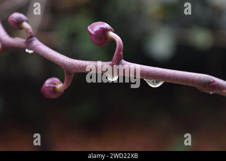 Perfezione delle orchidee: Fiori impreziositi da rugiada, una sinfonia mozzafiato della grazia della natura e il delicato tocco di rugiada mattutina. Foto Stock