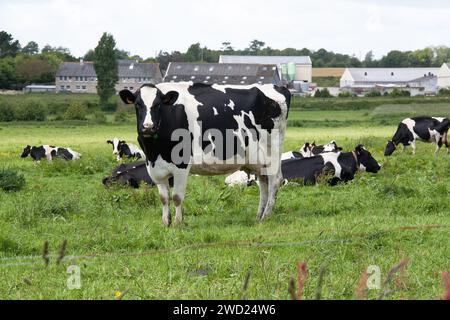 Primo piano delle vacche Holstein al pascolo Foto Stock