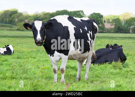 Primo piano delle vacche Holstein al pascolo Foto Stock