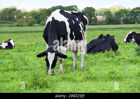 Primo piano delle vacche Holstein al pascolo Foto Stock