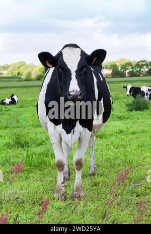 Primo piano delle vacche Holstein al pascolo Foto Stock