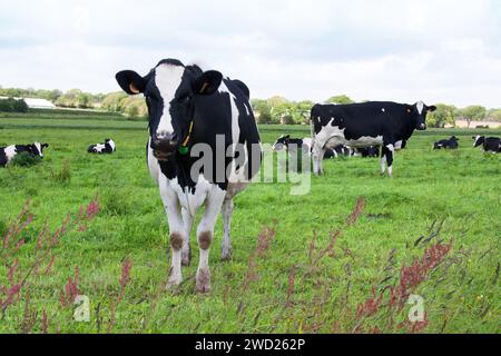 Primo piano delle vacche Holstein al pascolo Foto Stock