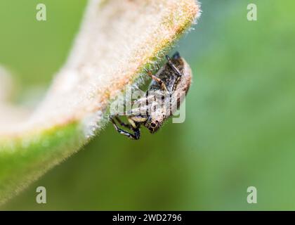 Saltando Spiders South Arica Foto Stock