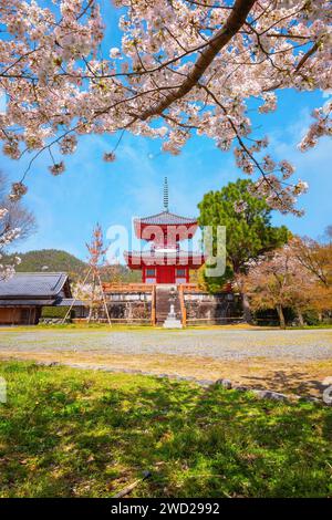 Kyoto, Giappone - marzo 29 2023: Tempio di Daikakuji con splendido giardino di ciliegi in fiore in primavera Foto Stock