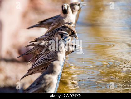 Socievole tessitore Namibia Nesting acqua potabile Foto Stock