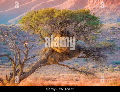 Socievole tessitore Namibia Nesting acqua potabile Foto Stock