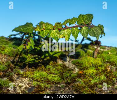 Un ramo di edera si arrampica su un muro di pietra a secco coperto di muschio. Saint-Quentin-Fallavier, dipartimento dell'Isère, regione Auvergne-Rhône-Alpes, Francia, Europa Foto Stock