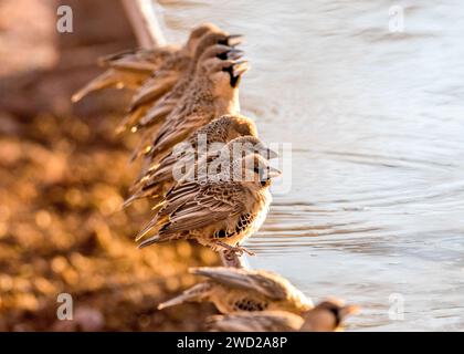 Socievole tessitore Namibia Nesting acqua potabile Foto Stock