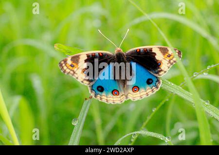 Piccola farfalla nera e blu su fondo erboso Foto Stock
