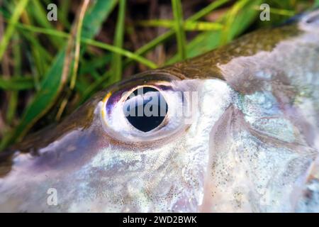 Ritratto di un pesce endemico proveniente da grandi fiumi dell'Europa sudorientale - Don ruffe (Gymnocephalus acerinus). Il fiume Don nel mezzo raggiunge. Voron Foto Stock