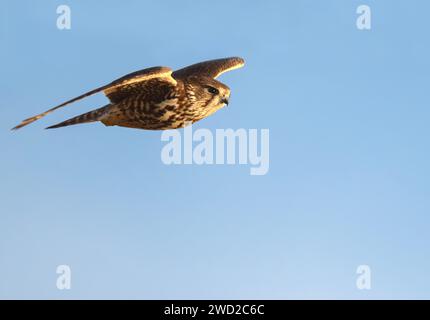 Una femmina selvaggia Merlino (Falco columbarius) che caccia a Lindisfarne, Northumberland Foto Stock