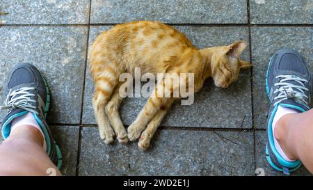 ginger cat dorme sul marciapiede sotto i piedi di un uomo. Gatti abbandonati dalla gente. Foto Stock