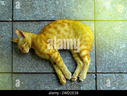 Un gatto rosso dorme su una piastrella di granito sotto i raggi del sole. Un gatto randagio dorme per strada Foto Stock