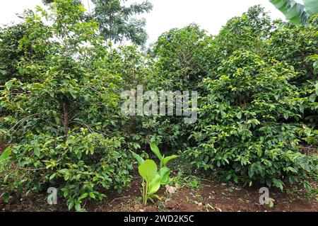 Il caffè arabo o caffè arabica (Coffea arabica) è un albero perenne o arbusto originario degli altopiani dell'Etiopia e dello Yemen. La sua frutta arrostita (bacche) Foto Stock