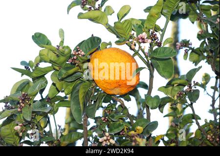 Citron (Citrus medica) è un piccolo albero. La corteccia di frutta ricca di oli essenziali è usata per aromatizzare il cibo. Frutta, boccioli floreali e foglie dettaglio. Foto Stock