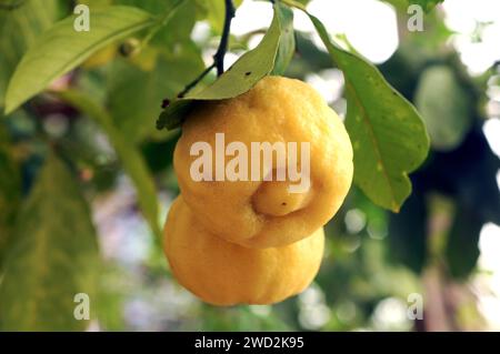 Citron (Citrus medica) è un piccolo albero. La corteccia di frutta ricca di oli essenziali è usata per aromatizzare il cibo. Frutta, boccioli floreali e foglie dettaglio. Foto Stock