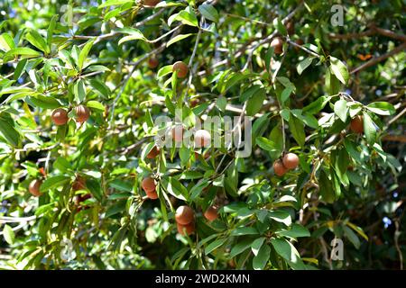 Sapodilla (Malnikara zapota) è un albero sempreverde originario dei Caraibi, dell'America centrale e del Messico e introdotto in Sud America e in Asia tropicale. IO Foto Stock