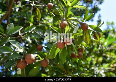 Sapodilla (Malnikara zapota) è un albero sempreverde originario dei Caraibi, dell'America centrale e del Messico e introdotto in Sud America e in Asia tropicale. IO Foto Stock