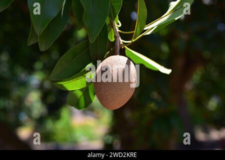 Sapodilla (Malnikara zapota) è un albero sempreverde originario dei Caraibi, dell'America centrale e del Messico e introdotto in Sud America e in Asia tropicale. IO Foto Stock