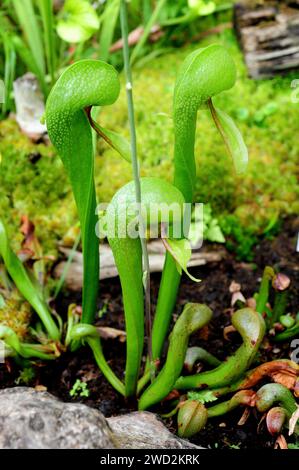 Cobra Lily oe California Pitcher Plant (Darlingtonia californica) è una pianta carnivora originaria della California e dell'Oregon, Stati Uniti d'America. Foto Stock