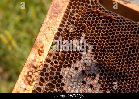 Cornici di un alveare appena preso da alveare con miele dolce. Api affollate sul nido d'ape giallo con celle aperte e sigillate per il miele dolce. Miele di api Foto Stock