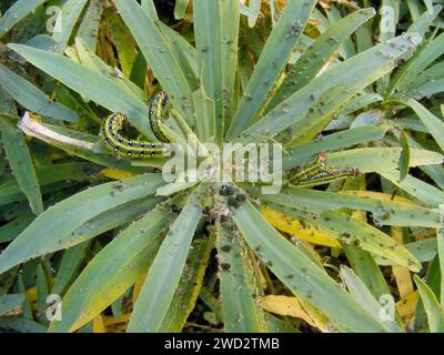 Spurge falena di Falco (Hyles euphorbiae) falena dei pilastri della famiglia Sphingidae che mangia lo spurge (Euphorbia), Isole Canarie, Fuerteventura. Foto Stock