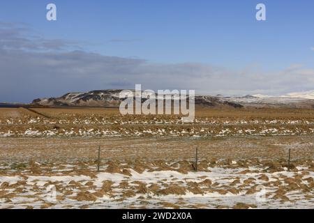 Dyrhólaey è un piccolo promontorio situato sulla costa meridionale dell'Islanda, non lontano dal villaggio di Vík. Foto Stock