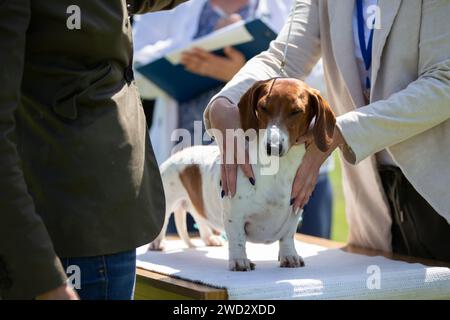 Spettacolo canino. Gli esperti valutano il cane alle competizioni. Foto Stock