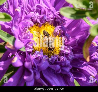 Drone-fly Estalis tenax, nutrirsi al centro di un fiore viola, confine con il giardino, North Yorkshire, agosto Foto Stock