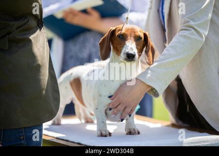 Spettacolo canino. Gli esperti valutano il cane alle competizioni. Foto Stock