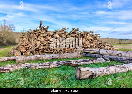 Tronchi d'albero abbattuti per il settore del legname commerciale - Francia centrale. Foto Stock