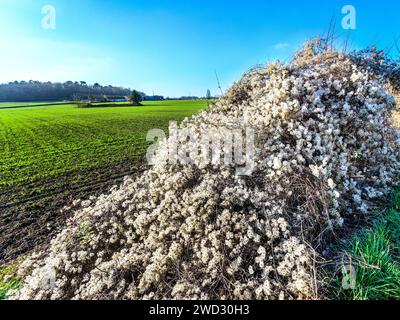 Copertura coperta da frutti pelosi della barba dell'uomo vecchio (Clematis vitalba) pianta invasiva - Francia centrale. Foto Stock