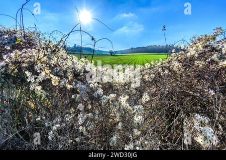 Copertura coperta da frutti pelosi della barba dell'uomo vecchio (Clematis vitalba) pianta invasiva - Francia centrale. Foto Stock