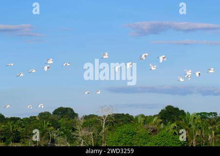 Flock of Western Cattle Egrets, Bubulcus ibis, Amazon Basin, Brasile Foto Stock