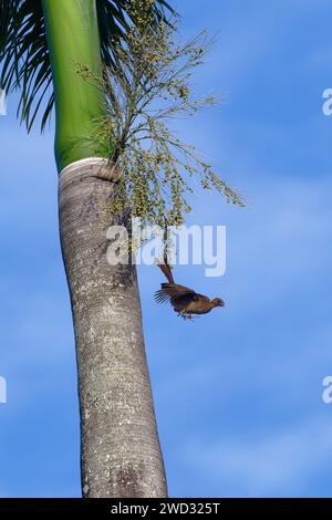 Chachalaca con testa di castagno che vola da una palma reale, ruficeps di Ortalis, bacino amazzonico, Brasile Foto Stock