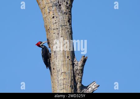 Picchio crestato femminile di cresta di cresta, Campephilus melanoleucos, bacino amazzonico, Brasile Foto Stock