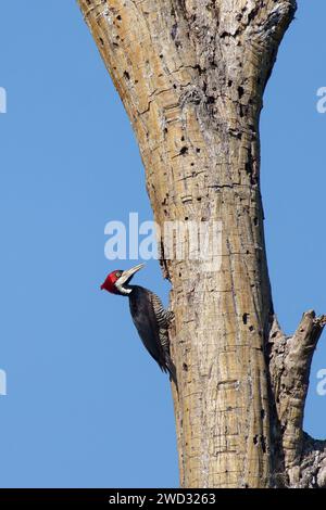 Picchio crestato femminile di cresta di cresta, Campephilus melanoleucos, bacino amazzonico, Brasile Foto Stock