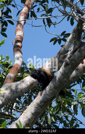 Uakari dalla testa nera, Cacajao melanocephalus, bacino amazzonico, Brasile Foto Stock